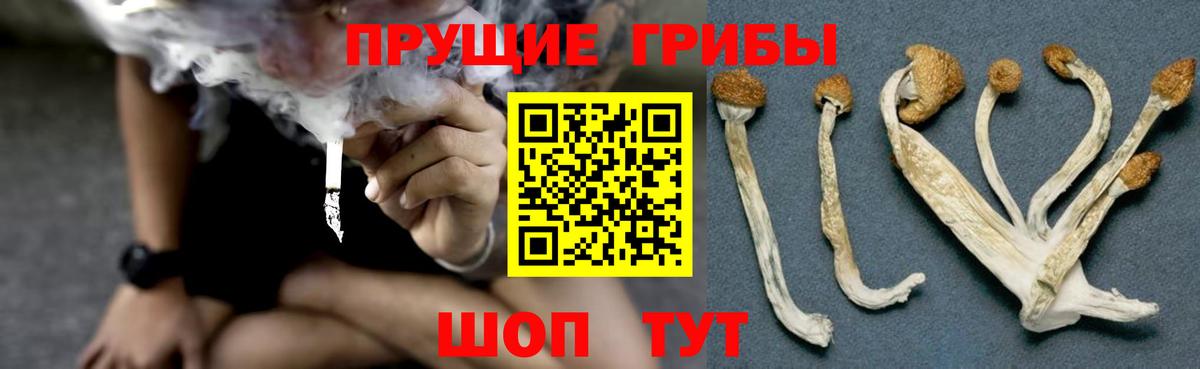 Мытищи  Псилоцибиновые грибы Psilocybe  Вход с VPN 